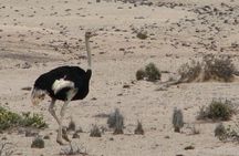 NAMIB DESERT TOURS, Full-Day and Half-Day Tours from Swakopmund, Namibia