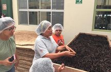 Tajin Ruins Day Trip and Vanilla Factory Experience