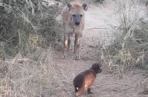 Full-Day Kruger Park Safari from Nelspruit, Whiteriver or Hazyview