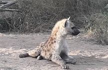 Full-Day Kruger Park Safari from Nelspruit, Whiteriver or Hazyview