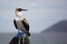 Day Trip to North Seymour Island from Puerto Ayora