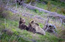 Half Day Private Sunset Wildlife Safari