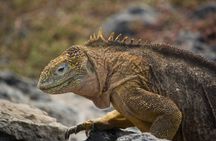 Day Trip to South Plaza Island from Puerto Ayora