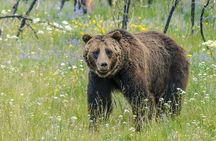 Yellowstone National Park Private Tour