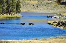 Yellowstone National Park Private Tour
