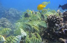 Afternoon Adventure Snorkel from Ka'anapali