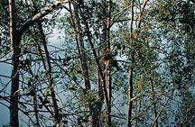Proboscis Monkey and Fireflies River Cruise