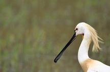 Kumana National park Full day safari 