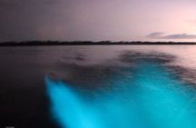 Bioluminescent Night Tour