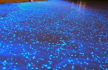 Bioluminescent Night Tour