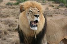 Addo Elephant National Park Tours from Port Elizabeth 