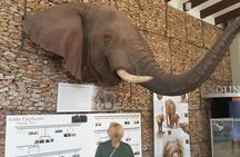 Addo Elephant National Park Tours from Port Elizabeth 
