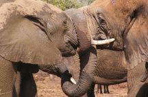 Addo Elephant National Park Tours from Port Elizabeth 