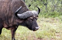 Addo Elephant National Park Tours from Port Elizabeth 
