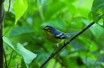 Bird Watching Tour in St Lucia