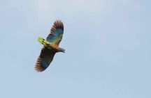 Bird Watching Tour in St Lucia