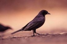 Bird Watching Tour in St Lucia