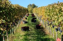Private Wine and History Tour to Villany and Pecs from Budapest with winetasting