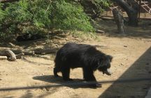 Bear Rescue Center and Wonderful Taj Mahal