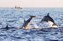 Whale Watching Cruise with Kingfisher Tours Srilanka