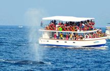 Whale Watching Cruise with Kingfisher Tours Srilanka