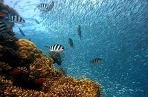 Try your Intro diving in Hurghada