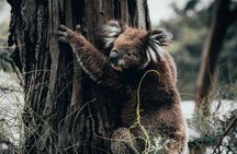 12 Apostles, Otways & Great Ocean Road Day Tour - 8 person max