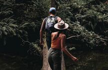 12 Apostles, Otways & Great Ocean Road Day Tour - 8 person max