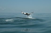 Whale Shark and Snorkeling Adventure from Isla Holbox