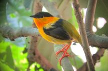 Carara National Park Tour