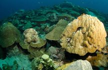 Snorkeling Adventure at Koh Chang – Departing from Koh Chang