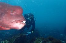 Let's enjoy Scuba diving in Izu Oceanic park Izu Peninsula for certificate Diver