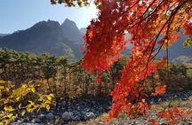 [Premium Private Tour] Mt Seorak & East Sea or Nami island from Seoul