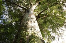 Kawiti Glow Worm Cave Tour & Opua Forest Walk