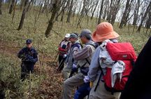 Relax and refresh in Karuizawa Forest! Shinanoji down trekking around two people