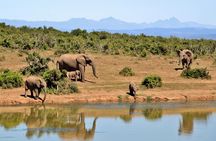 Aquila Safari Private Game Reserve Afternoon Game Drive