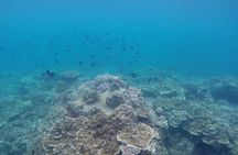 Anilao Snorkel Safari: Explore the Amazing Underwater World
