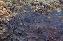 Anilao Snorkel Safari: Explore the Amazing Underwater World