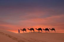 Dubai Sunset Camel Trekking with Shows & BBQ Dinner
