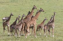 Day 1 Arusha – Lake Manyara National Park