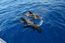 3-hour Whale and Dolphin Watching and Listening Tour 