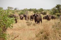 2-Day Mombasa to Tsavo East Safari