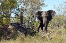 3 Day Kruger National Park and Crocodile River Safari