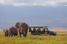 2- Day Diani to Amboseli Flying Safari