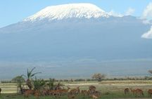 2- Day Amboseli & Mt Kilimanjaro Fly In Safari from Diani Beach