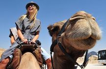 Morning Dubai Quad Bike with Sand boarding and Camel ride 
