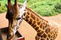 Tour Giraffe Center,Karen blixen and lunch carnivore restaurant