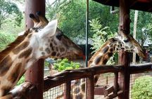 Tour Giraffe Center,Karen blixen and lunch carnivore restaurant