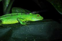 Rainforest Night Walk and Authentic Costa Rican Dinner from La Fortuna