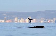 4-Day Tour to Puerto Madryn by Air from Buenos Aires